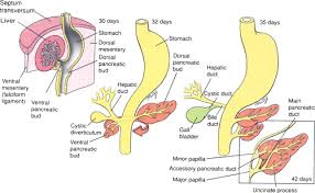 Biliary Anatomy And Embryology Surgical Clinics