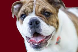 Alpha is one of the badass male names meaning 'firstborn'. 1000 Bulldog Names Which Most Popular In The Worlds
