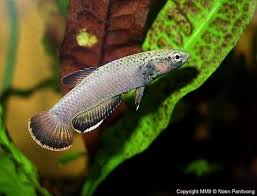 Betta Albimarginata Aquarium Fish Betta Betta Fish