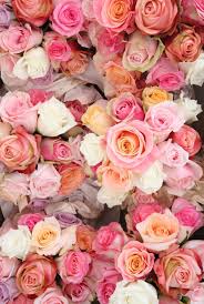 Peach Blossom Creative Studio Decorations Sydney Easy Weddings Flower Iphone Wallpaper Flowers Photography Best Flower Wallpaper