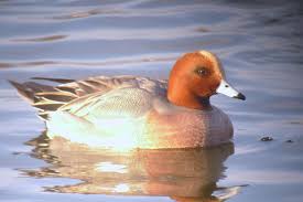 Saltholme S Autumn Birds Tammy Tour Guide