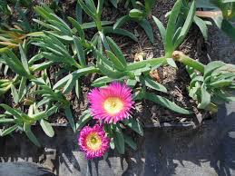 Weeds of nebraska and the great plains. Posts Tagged Invasive Mariposa County Master Gardener Program