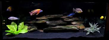 Aquarium Black Gravel Aquarium Fish Diy Aquarium Cichlids
