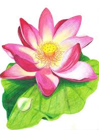 Lotus Flower With Colored Pencil Drawing Lotus Flower Drawing Flower Drawing Images Lotus Flower Colors