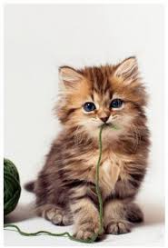 Beautiful Kitten Sevimli Kediler Yavru Kediler Hayvan Yavrulari