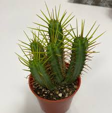 Image result for Euphorbia espinosa