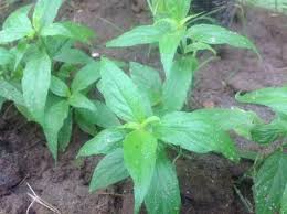 This makes sense, because there's no benefit from having a persistent immune response long after the germs have been eliminated. Wonder Fruits Plants And Seeds Snake Grass For Cancer Cure And It S Health Benefits