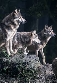 Turkbaba Kurt Adli Kullanicinin Wolf Wolves Wolfe Howling Wolf Bozkurt Kurt Kurtlar Panosundaki Pin Kopek Kurt Macera