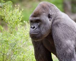Image of gorillas at Zoo Atlanta