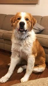 Great bernese (great pyrenees x bernese mountain dog). Honey Creek Puppies Home