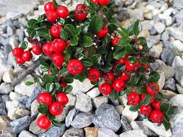 Image result for Cotoneaster microphyllus