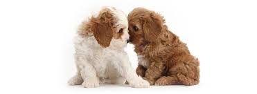 Goldendoodle puppy for sale near texas, pearland, usa. Goldendoodle Puppies From Top Breeders In Texas