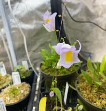 Image result for Utricularia sp.no.1
