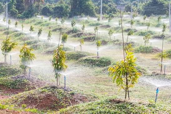 Giữ Ẩm Và Thoát Nước Cho Sầu Riêng Con Mới Trồng