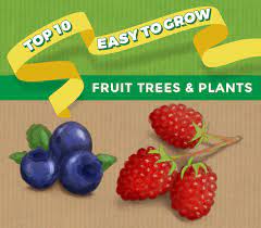 While growing apples at home organically is certainly possible, most apple varieties require regular spraying with pesticides and fungicides, regular and careful pruning, and a level of commitment to care and intervention that many homeowners find tiresome after a year or two. Top 10 Easy To Grow Fruit Trees Plants Thompson Morgan