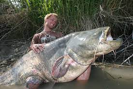 europaischer wels waller silurus glanis fischlexikon