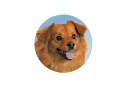 Maybe you would like to learn more about one of these? Training Top Notch Kennels
