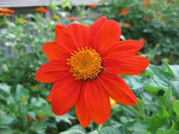 Image result for Tithonia rotundifolia