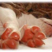 Pink Paws Puppy School Reviews Facebook