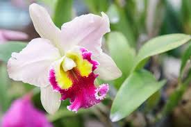 The portal for starting your world wide web surfing for orchid related material. Cattleya Orchid Care Made Easy With Pictures Repotme