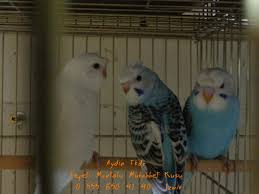 Tepeli Muhabbet Kusu Akilli Yemlik Tepeli Muhabbet Tepeli Muhabbet Kusu Crested Budgies