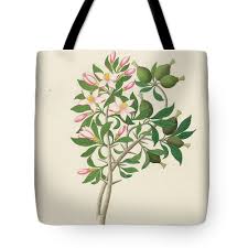 Image result for Hyperacanthus amoenus