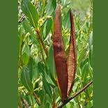 Image result for Cryptolepis oblongifolia