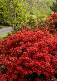 Girard S Hot Shot Azalea Monrovia Girard S Hot Shot Azalea Azaleas Landscaping Azaleas Care Evergreen Shrubs