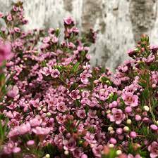 Spring is a time for planting! Iowa Des Moines Bill Doran Company Wholesale Florist Bulk Flowers Nationwide