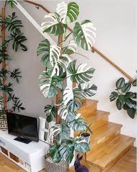 Why Are Variegated Monstera So Expensive The Absurd Word