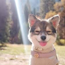 Dog Dogs Puppy Pup Cute Eyes Instagood Dogs Of Instagram Pet Pets Animal Animals Petstagram Petsagram Teddy Bear Dog Bear Dog Breed Cute Animals