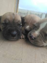 Pitweiler breed information & pictures. Pitbull Boerboel Mix Puppies Pets Nigeria