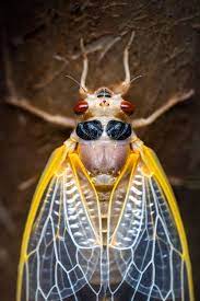 The female stings a cicada to imobilize it. The Case Of Long Island S Disappearing Brood X Cicadas The New York Times