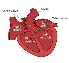 What is a slow or fast heart rate? Heart Disease In Cats Vca Animal Hospital