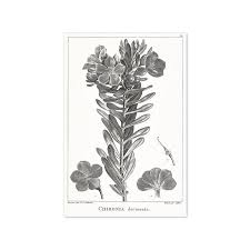 Image result for Chironia