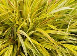 14 Best Plants For Under Trees Ornamental Grasses Plants Under Trees Japanese Forest Grass