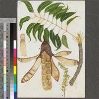 Image result for Entandrophragma caudatum