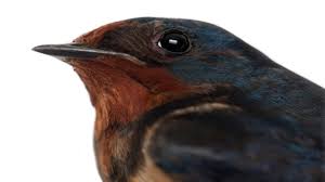 How to keep birds off of chimney cap? Keep Birds From Getting In Your Chimney Doctor Flue