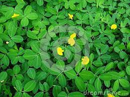 Pin On Creeping Peanut Amendoim Rasteiro