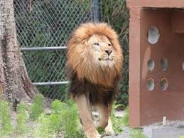 Legitimate big cat sanctuaries and welfare groups are trying to fight against these ideas, but big cat habitat actively promotes them. Best Things To Do In Sarasota Fl Big Cat Habitat And Gulf Coast Sanctuary