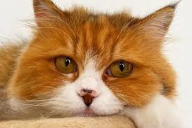 Learn more about specialty purebred cat rescue in kenosha, wi, and search the available pets they have up for adoption on petfinder. Time Out Uae Virtual Pet Show Judges Views Group 4 Time In 2020 Time Out Dubai