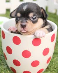 Why Are Baby Animals So Cute 5 Reasons We Can T Help It Baby Animals Baby Animals Funny Cute Animals