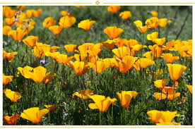 Flowers for the dead is the musical brain child of jack gorski.constantly writing and recording ,so check back often! 15 Mexican Flowers Symbolism And Where To Find Them Proflowers Blog