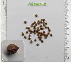 Image result for Coriandrum