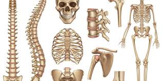Kerangka manusia disokong oleh struktur seperti ligamen, tendon, otot, dan organ manusia yang lain. Gambar Tulang Belakang Dan Penjelasannya