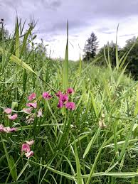Zebra grass for assistance, contact dr. Earth Hour Flower Grass Spring Washington State Nature Landscape Environment Scenic Plant Pxfuel