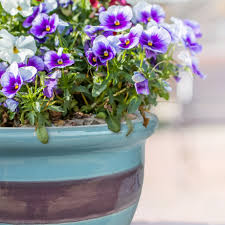 Cooking in earthen cookware maintains the ph balance of the food. Malaysian Flower Pots Ceramo