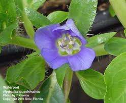 Image result for Hydrolea brevistyla