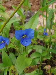 Image result for Commelina nyasensis