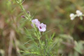 Image result for Sopubia